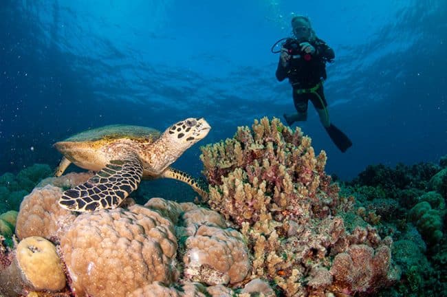 Sea Turtle and Diver