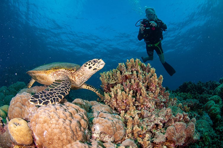 Sea Turtle and Diver