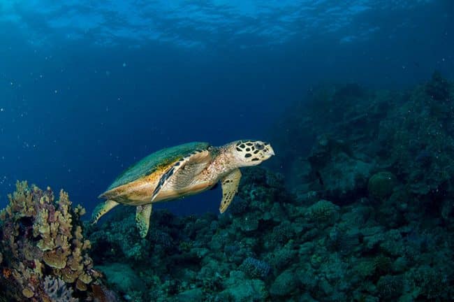 Sea Turtle Swimming