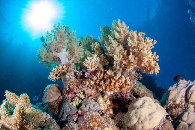 More soft corals