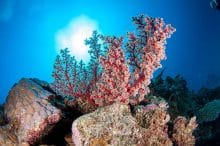 Beautiful red soft corals
