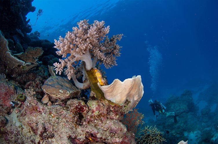 Soft Corals and Scuba Diver