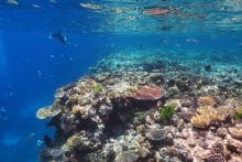Beautiful Healthy Reef Sites