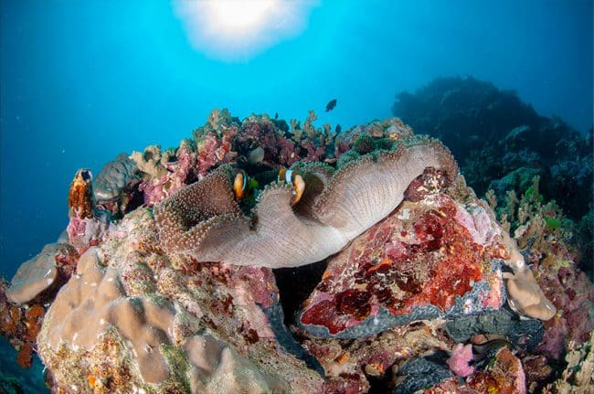 Anemonefish