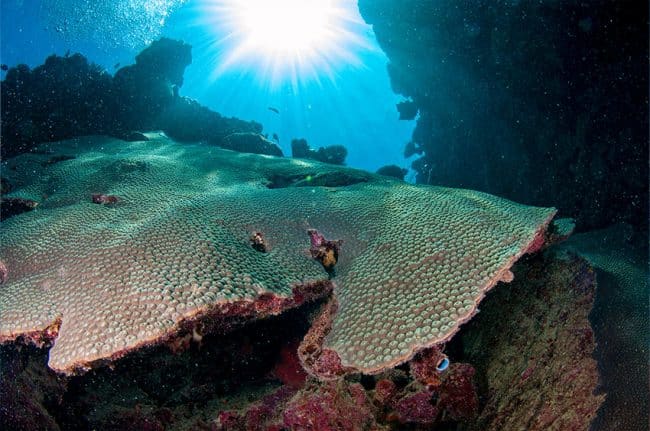 Beautiful Coral Coverage