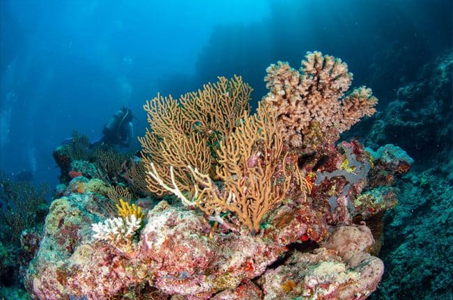 Beautiful Healthy Coral