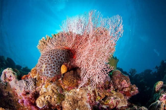 Large Pink Seafans
