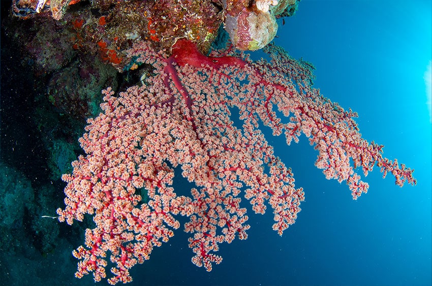 Beautiful Red Soft Corals