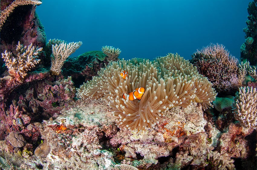 Beautiful true anemonefish