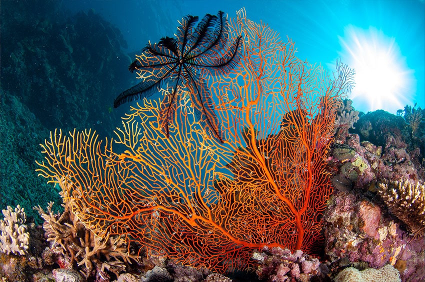 Black Feather Star and Red Seafan