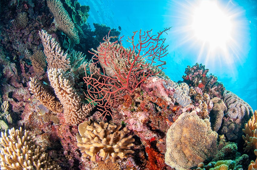 Bright Colorful Corals