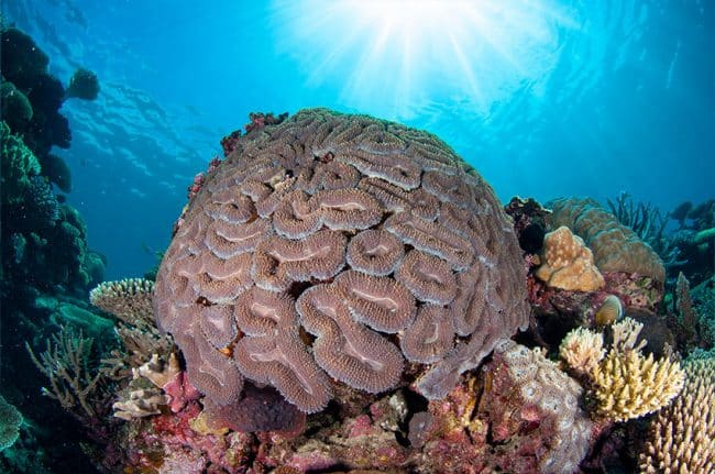 Crystal Clear Dive Conditions
