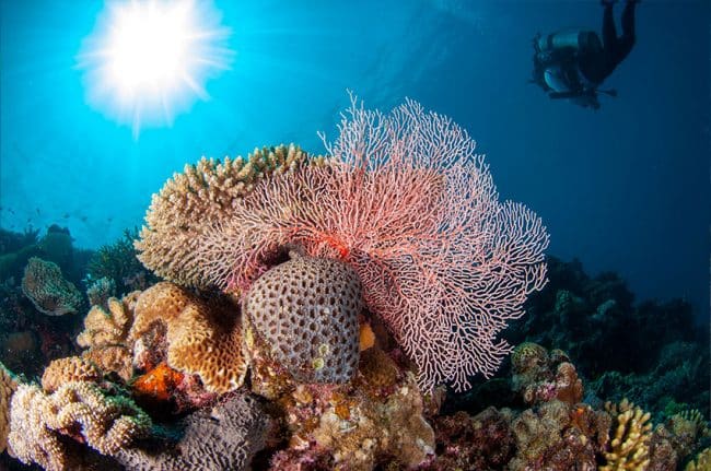 Scuba Diver with Pink Seafan