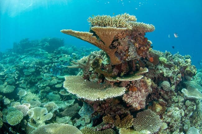 The Gone Again Dive Site from Port Douglas