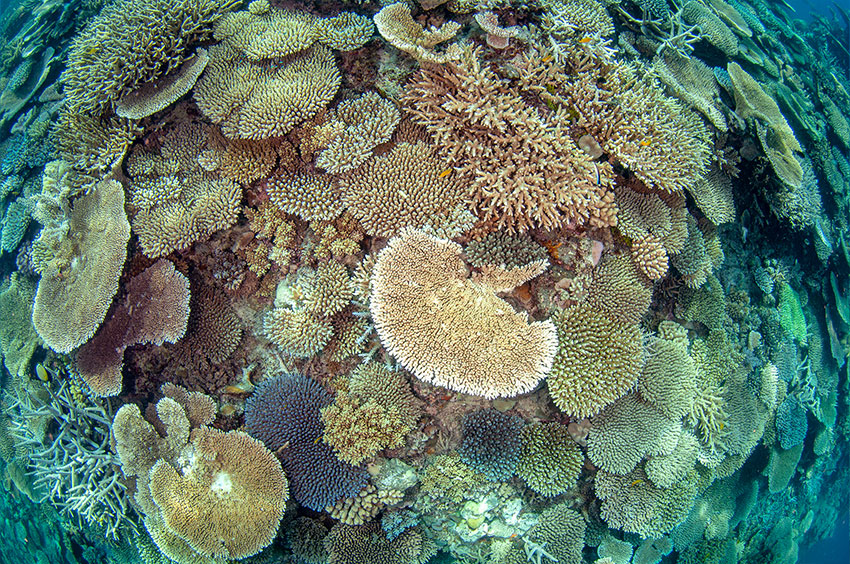 Gone Again Dive Site from Port Douglas