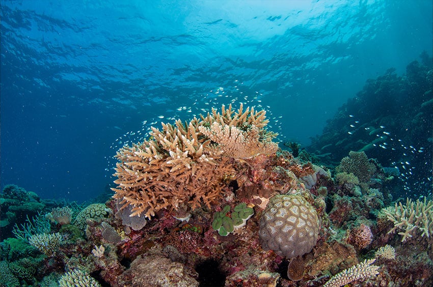 Healthy Corals