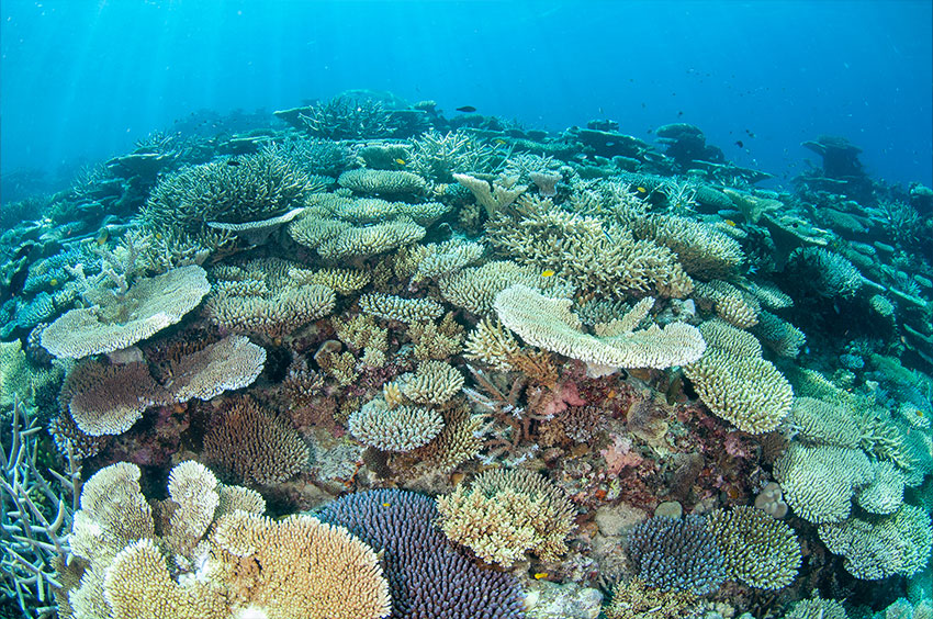 Healthy Plate Corals