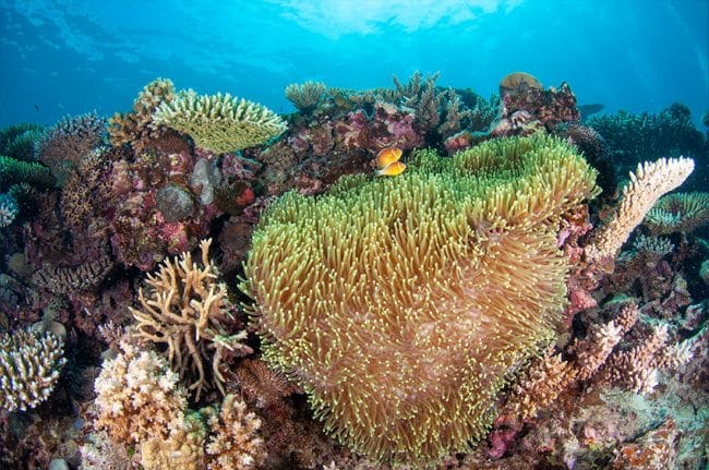 Large Anemone with Anemonefish