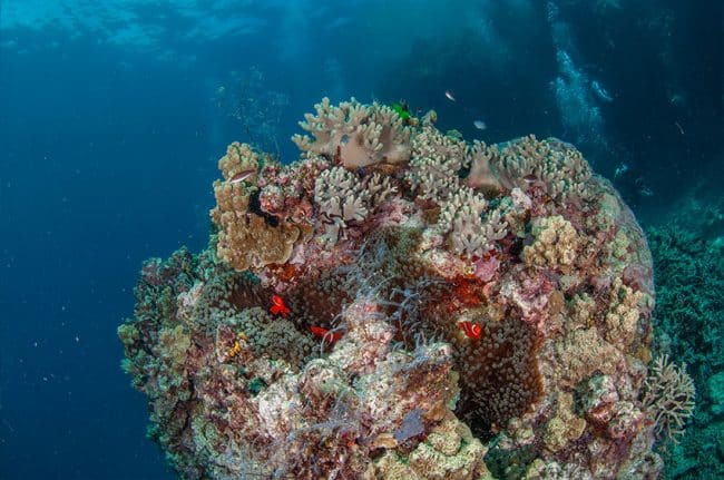 Large Bommie with Red Anemonefish