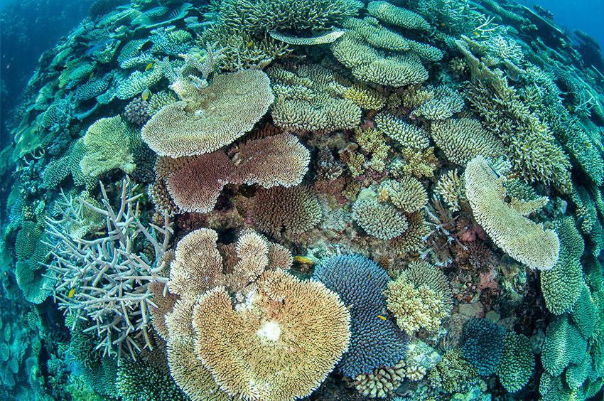 Healthy Plate Corals