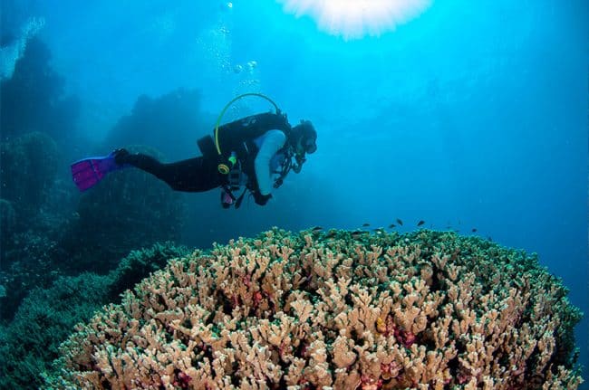 Scuba Diver and Healthy Corals
