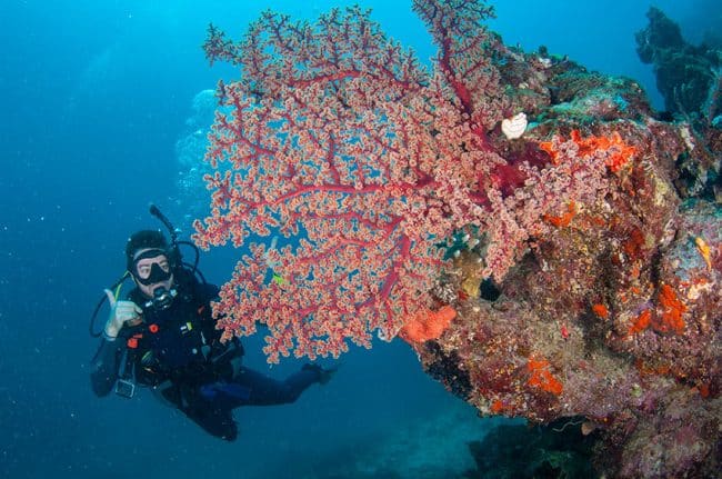 Scuba Diver with giant Red Soft Coral
