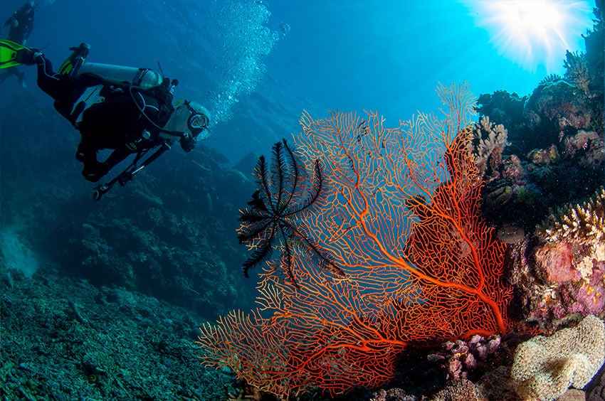 Scuba Diver with Orange Seafan