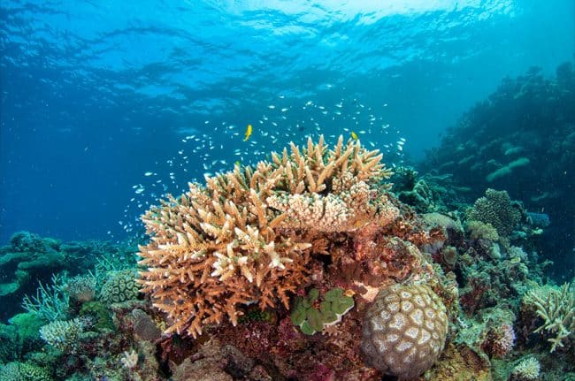 Staghorn Corals