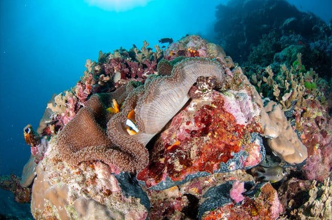Two Anemonefish