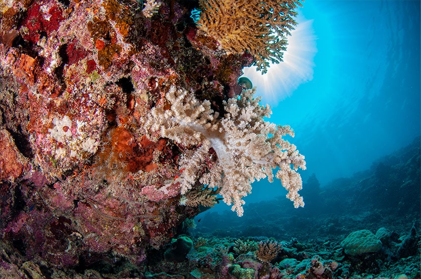 White Soft Corals