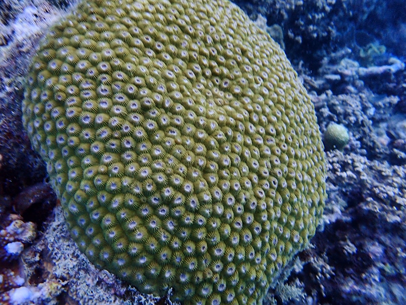 Healthy Hard Corals