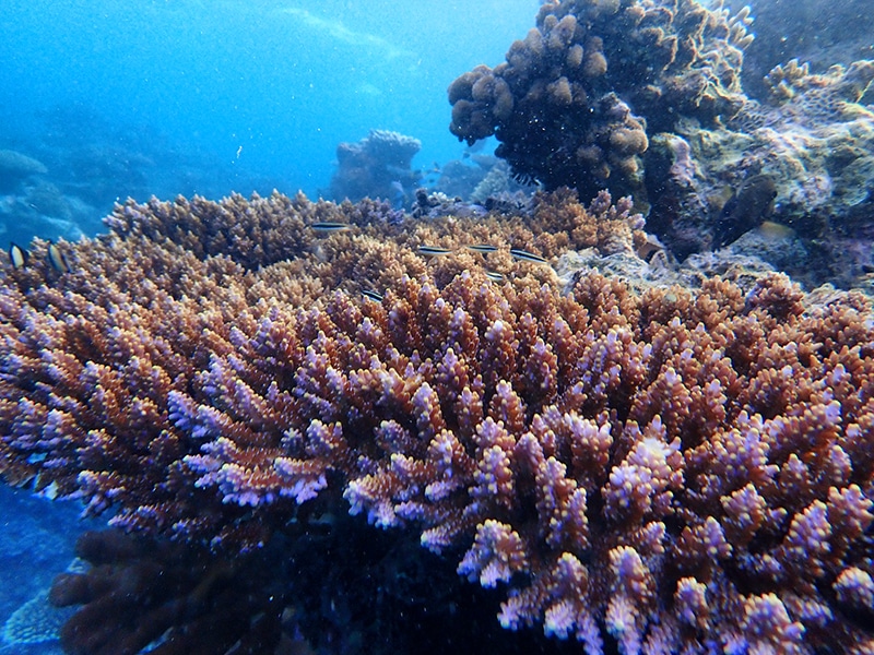 Healthy Hard Corals