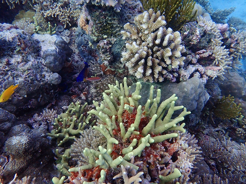 Healthy Coral Bommy