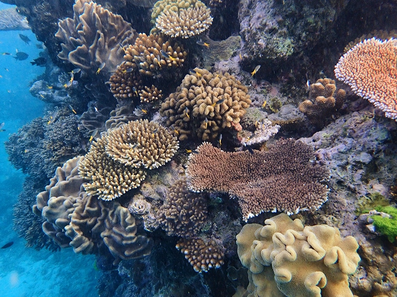 A Selection of Plate Corals