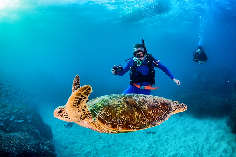 Sea Turtle & Scuba Diver