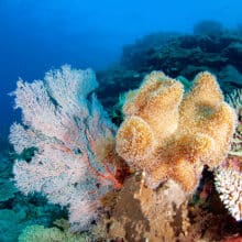 Soft and Hard Corals on the Great Barrier Reef
