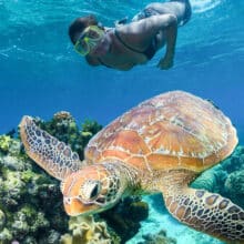 Snorkeling with turtle on the Great Barrier Reef.