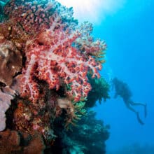 Scuba Diving with Soft Corals.