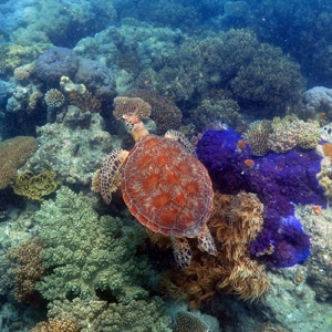 Sea Turtle Swimming in Shallow Coral Gardens