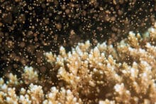 Coral spawning on the Great Barrier Reef for 2023