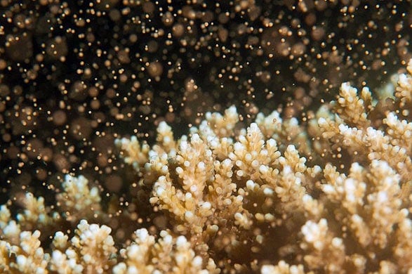 Coral spawning on the Great Barrier Reef for 2023