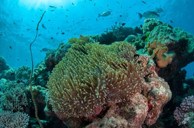 Beautiful Clear Water and Anemone