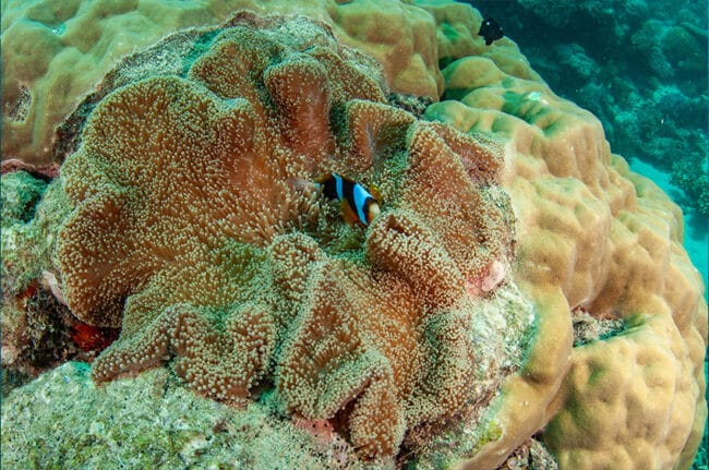 Anemonefish Hiding in Anemone