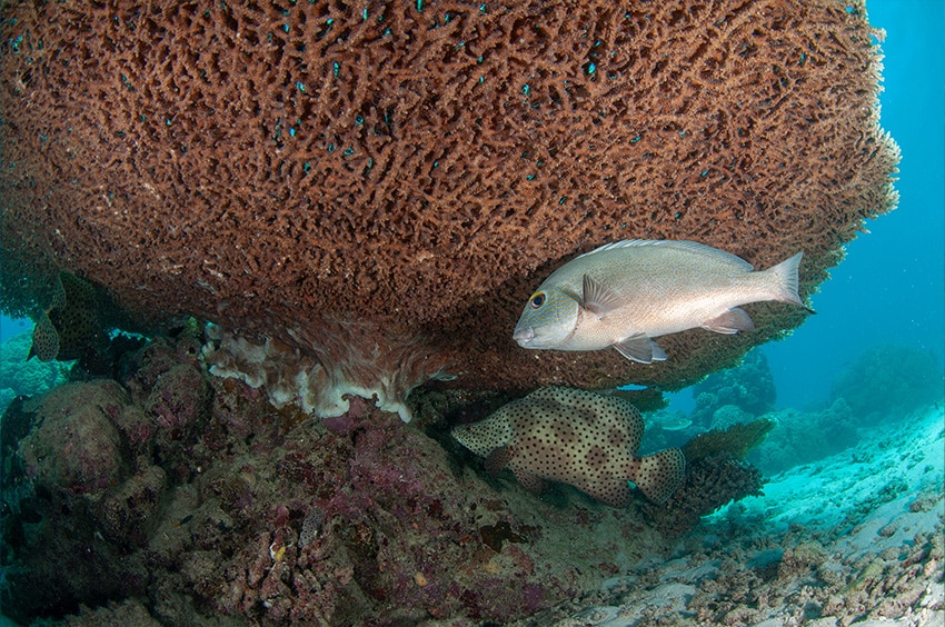 Barramundi Cod Hiding Under Coral