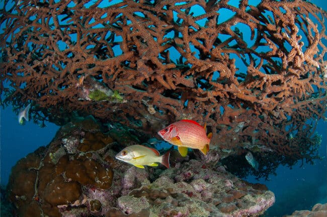 Coral Reef Fish Hiding Under Coral