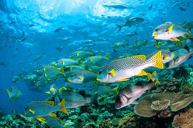 Sweetlip Fish