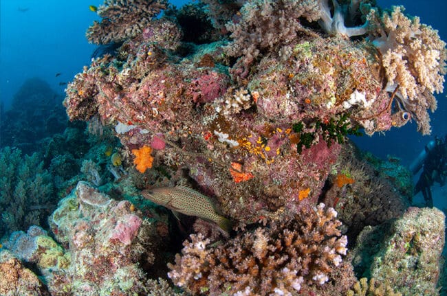 Coral Cod and Hard Corals