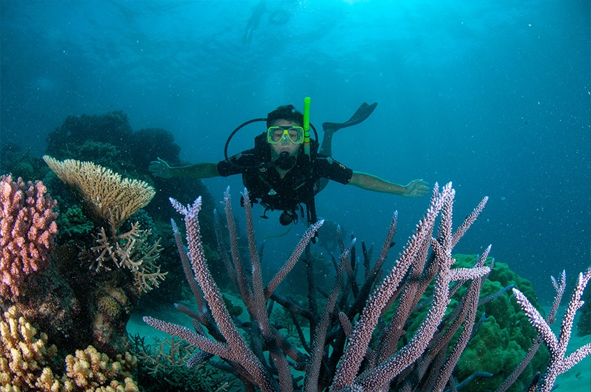 Scuba Diver with Purple Staghorn Coral