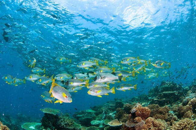 Large School of Sweetlip Fish Diving at Plates Dive Site Norman Reef