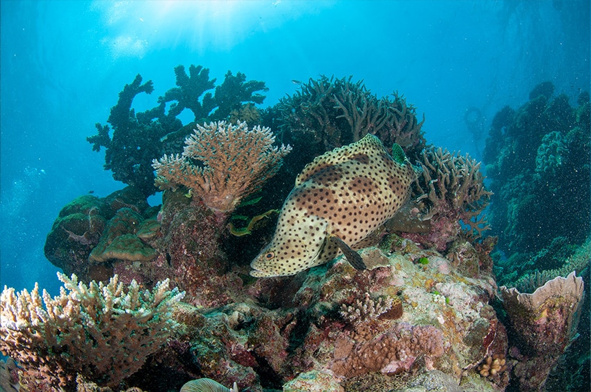 Large Barramundi Cod at Norman Reef